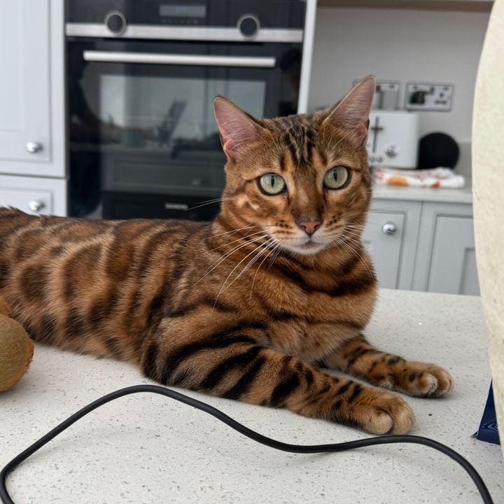 houseofbengalsss