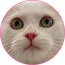 @a_cat_called_donut_