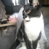 catcomunitty_