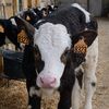 nadiya_agri
