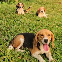 beagleysabuesos