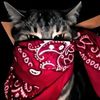jyxenor