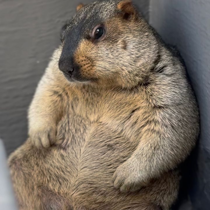 prairiedog.enthusiast