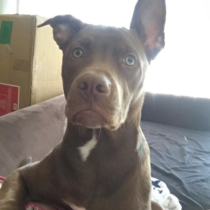 @acedeucethedog