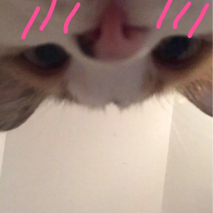 kotownicaa