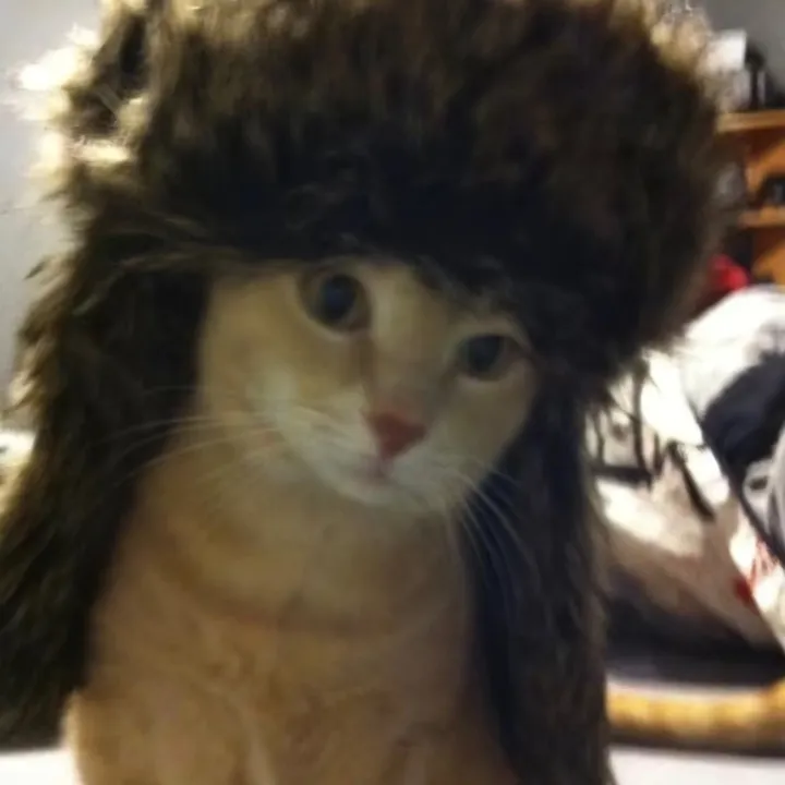 livemeowl