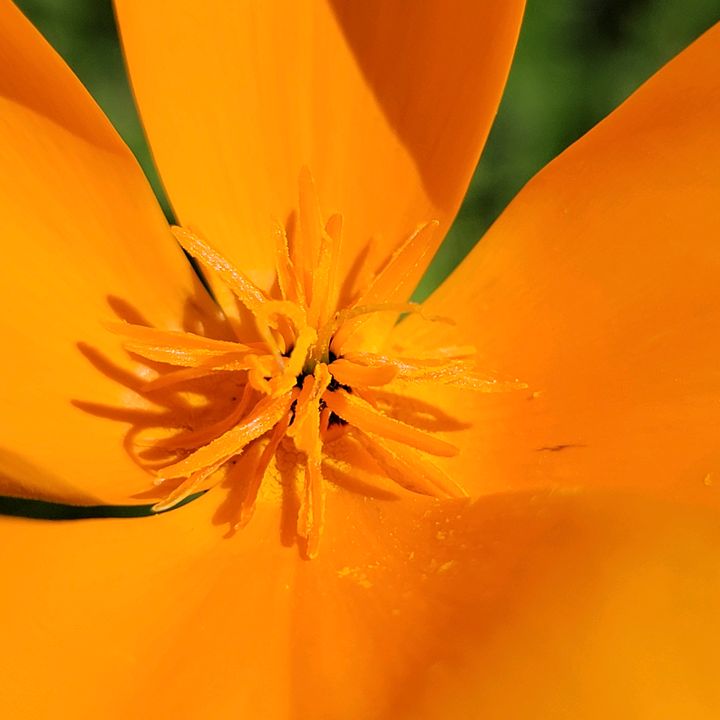 @naturesvisualcandy