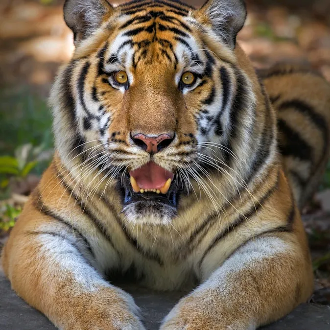 76tigre03