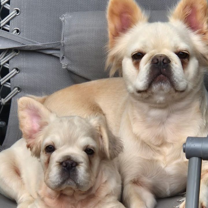 @highbury_frenchies