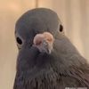@pigeons446