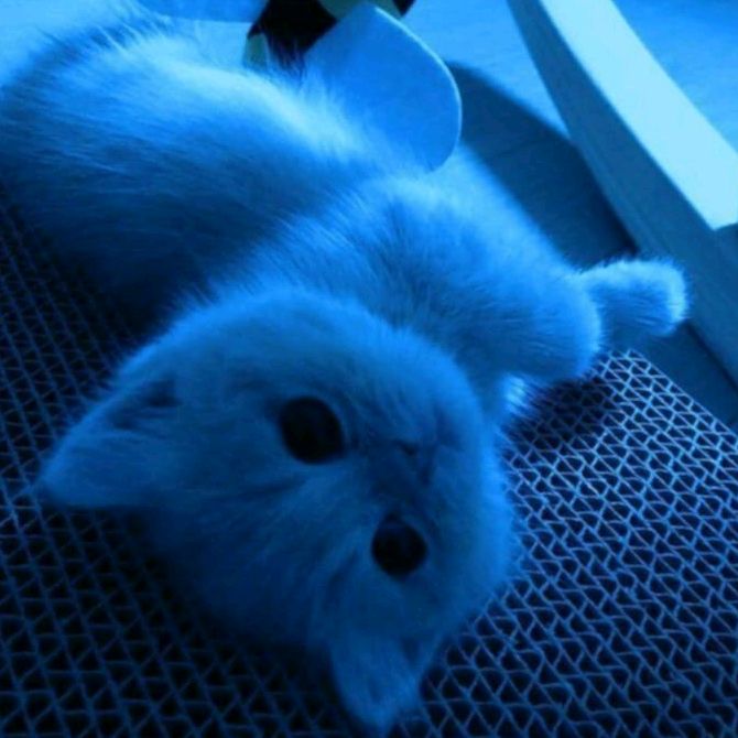 gumiss.x.120fps
