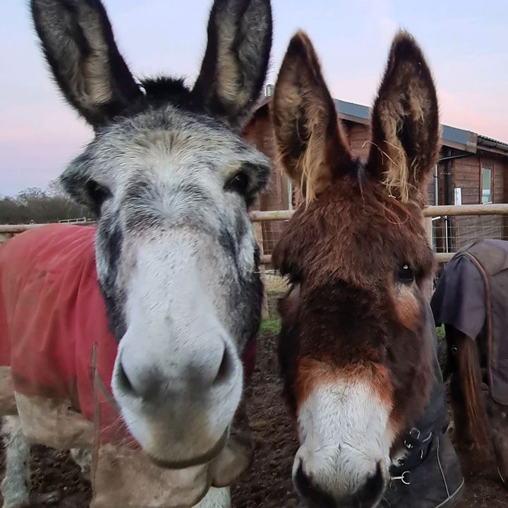 kellysdonkeys