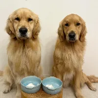 tovagoldtwins