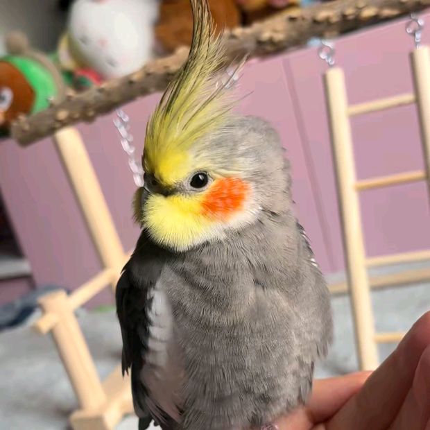 @bibi.cockatiel5