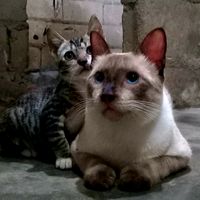.3.gatos