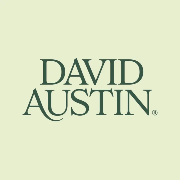 david_austin_roses