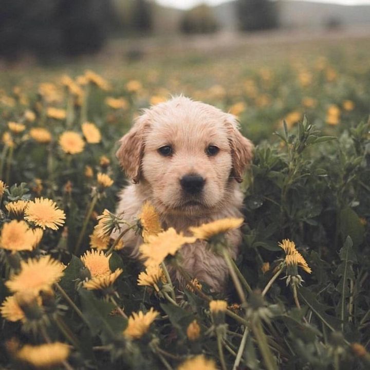 cute.pet.name_ideas