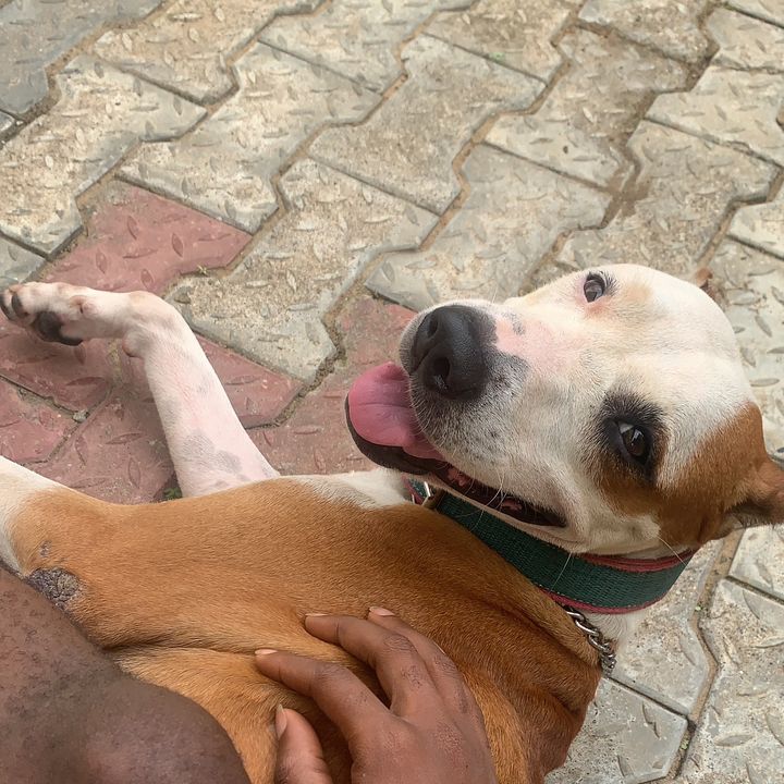 @white_canine_