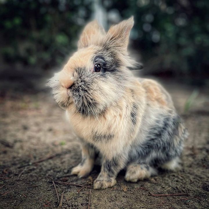 sla.bunns
