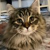 my.little.syberia