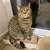 sonja_kitty_cat