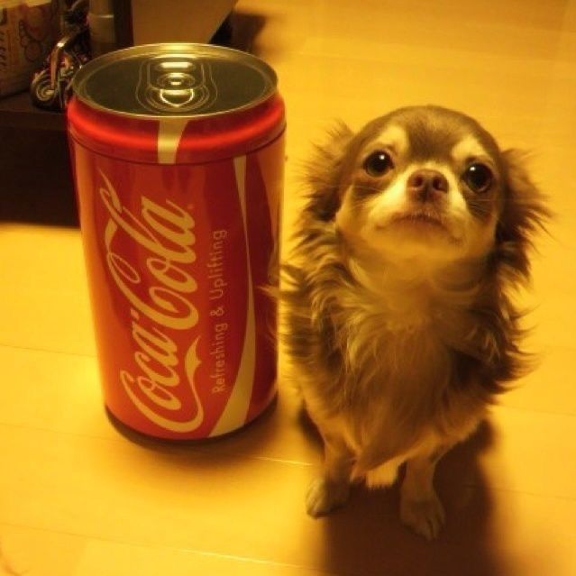 kokoskk_337