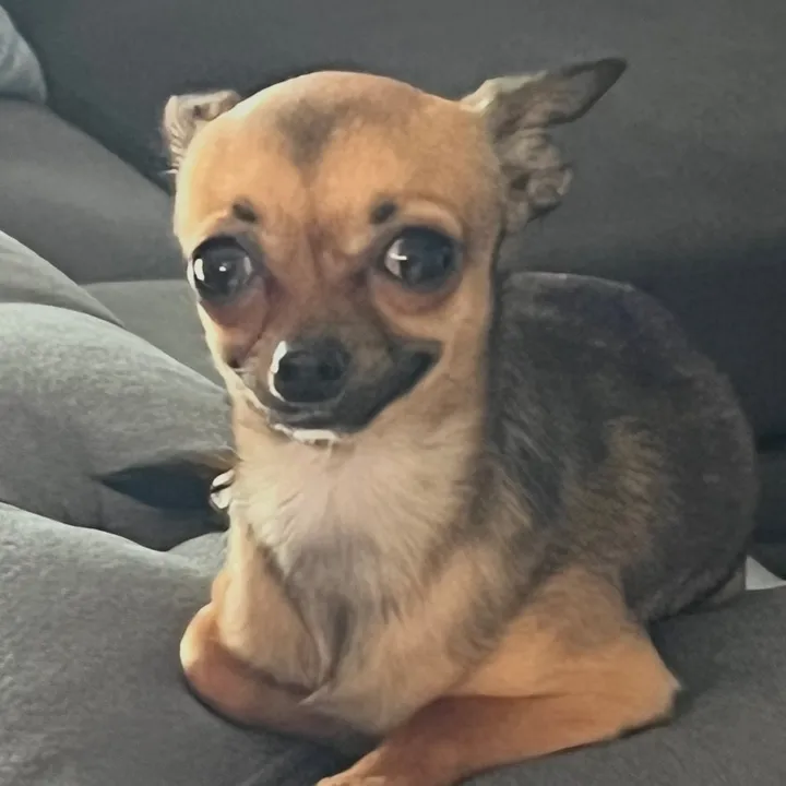 @binkythechichi