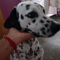 .manchitas82