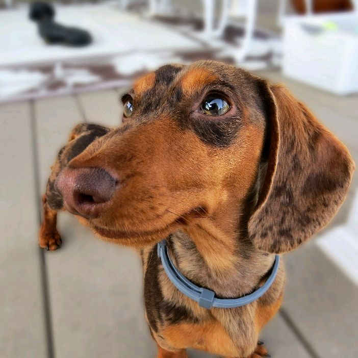 normanthewienerdog