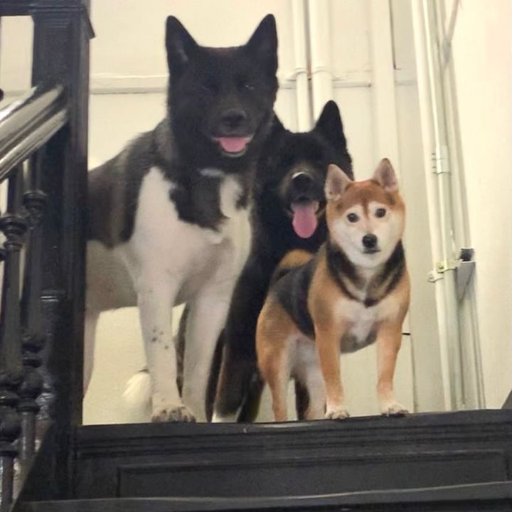 akitas.shiba