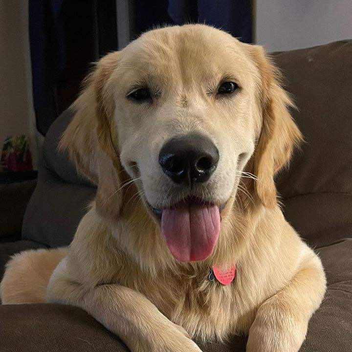 buddy_the_budster