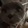 maschsll