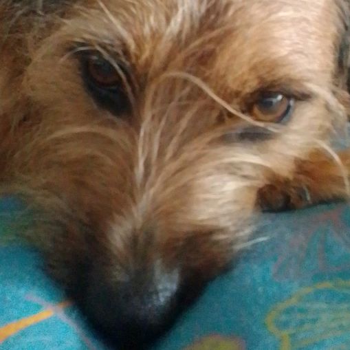 rossi_k9