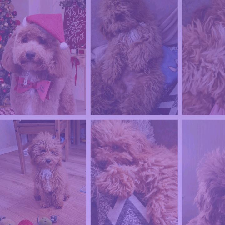 charliethecavapoo16