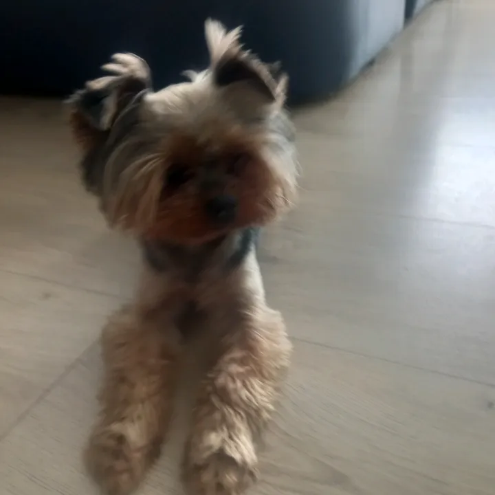 riki_animzon