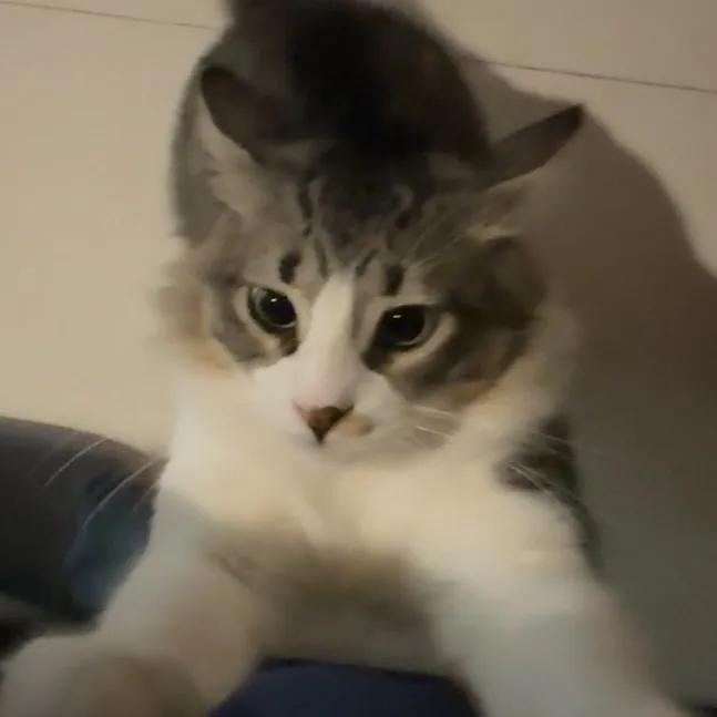 gatoqduerme