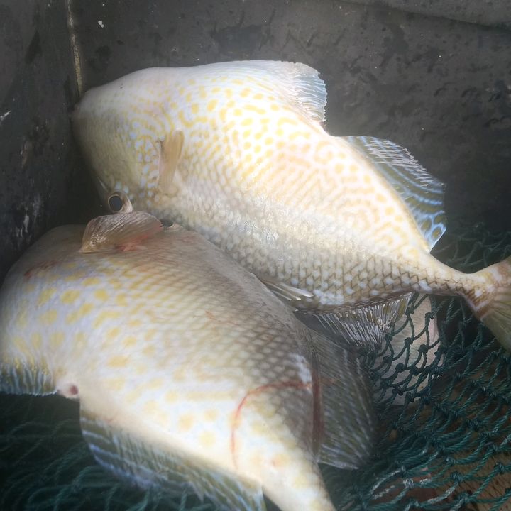 farfelbarokah