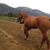 horacio.bahamonde
