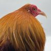 gamefowlstory