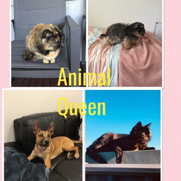animalqueen1212