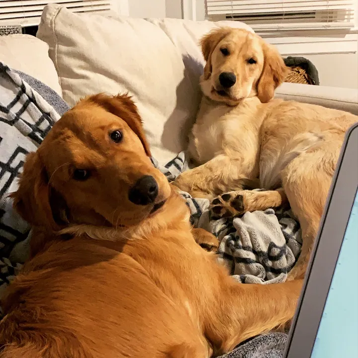 kikisutherd
