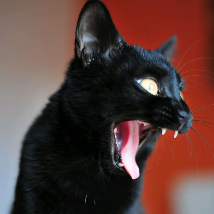 luna_blackcat_official