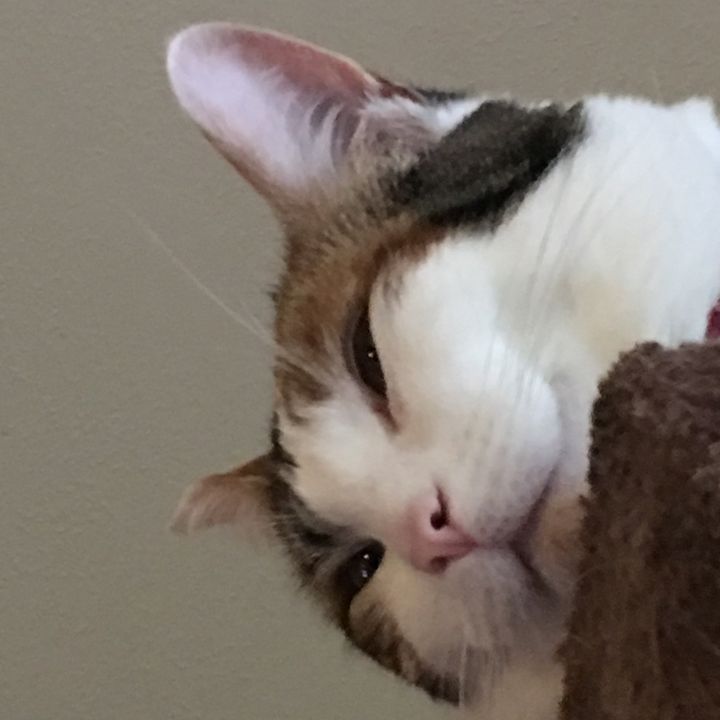 cuddlyanimals102292