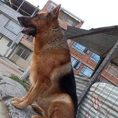 melkooviedooviedo