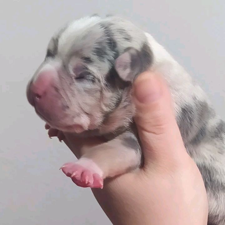 vikingosbully