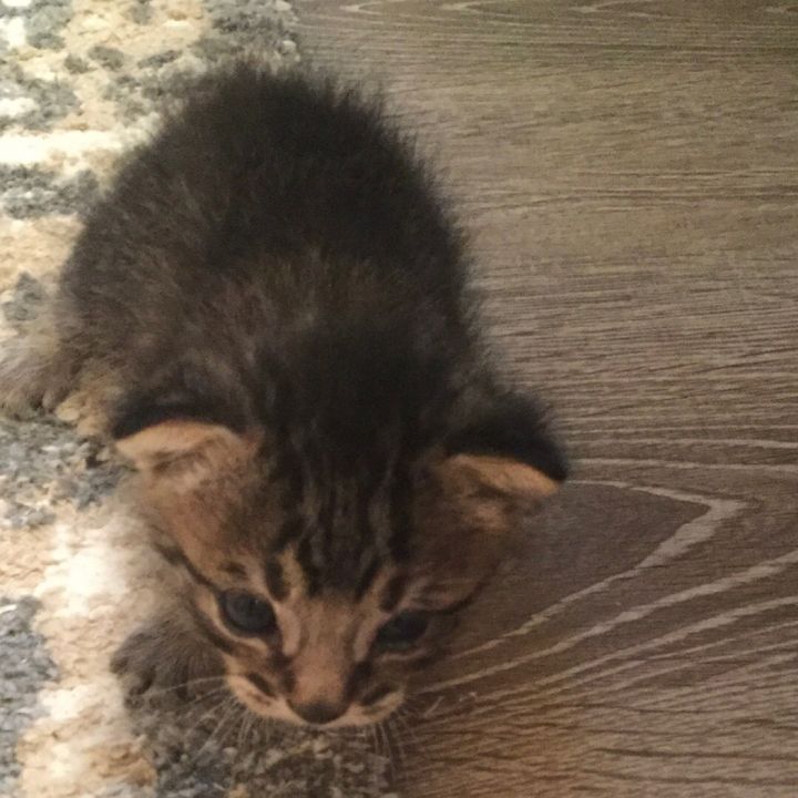 pretty_pets2295