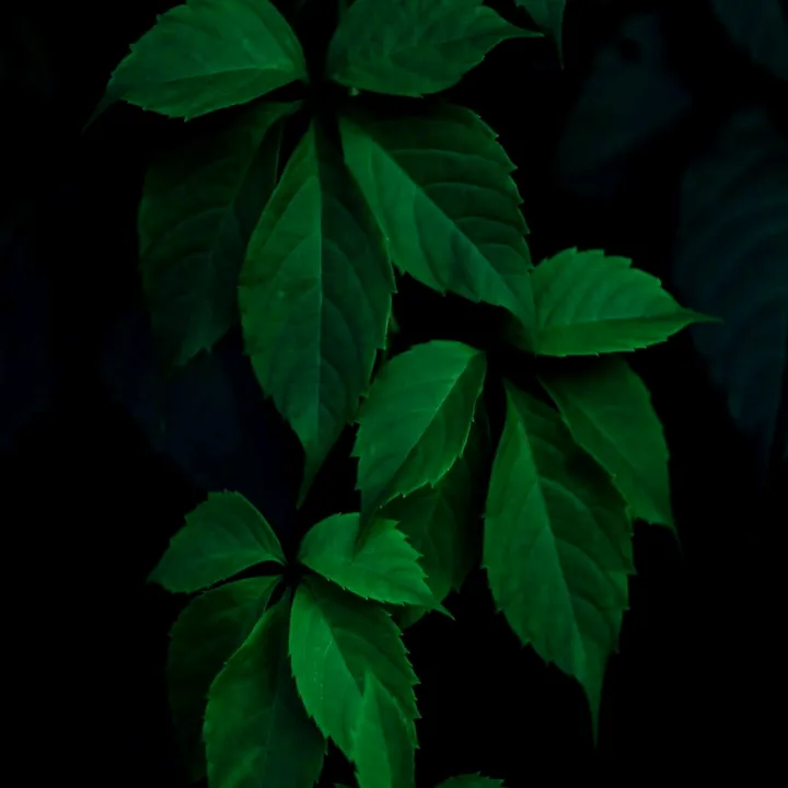 rakeshmudraveni44