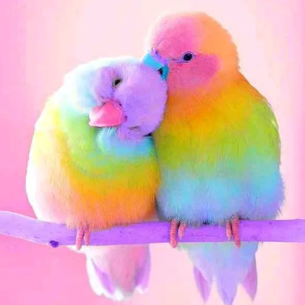 anusha_anuus