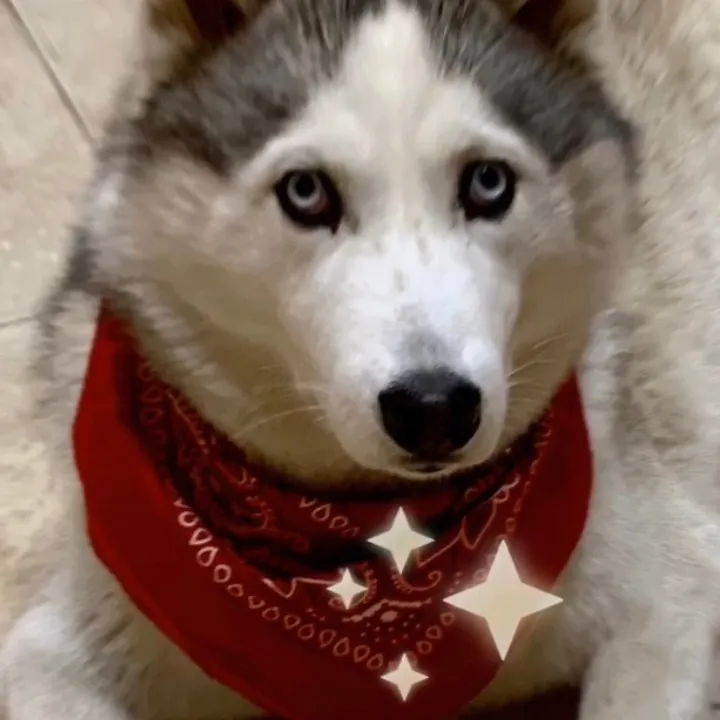 huskymuskyshow