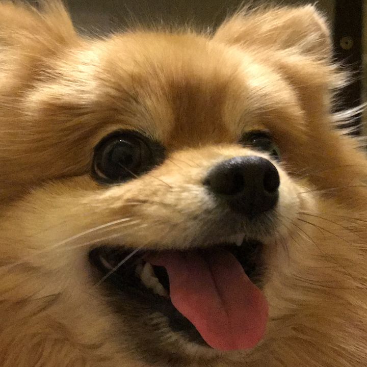 busiya_pom